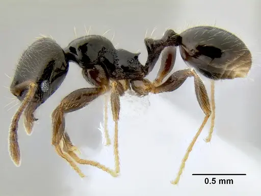 Stenamma pelophilum - CASENT0605613