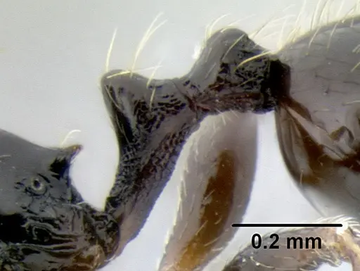 Stenamma pelophilum - CASENT0605613