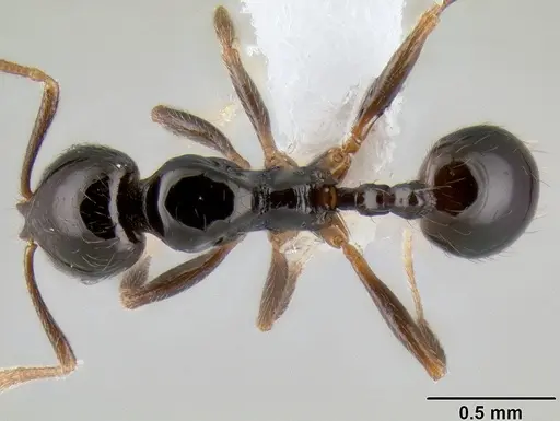 Stenamma pelophilum - CASENT0606223