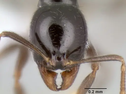 Stenamma pelophilum - CASENT0606223