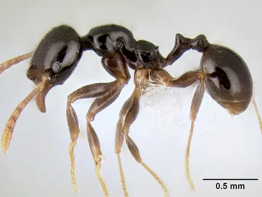 Stenamma pelophilum - CASENT0606223