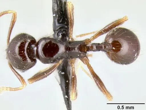 Stenamma pelophilum - CASENT0620146