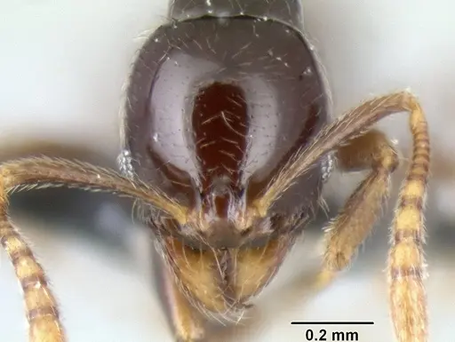 Stenamma pelophilum - CASENT0620146