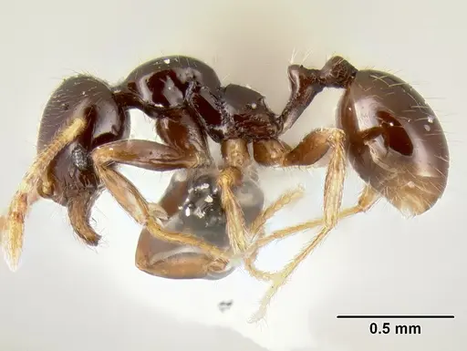 Stenamma pelophilum - CASENT0620146