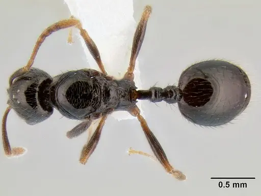 Stenamma pelophilum - CASENT0622334