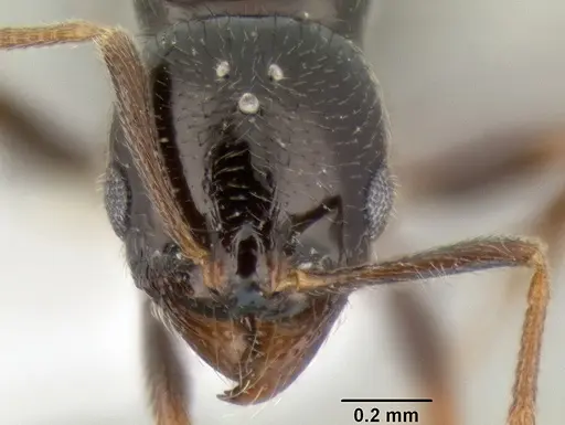 Stenamma pelophilum - CASENT0622334