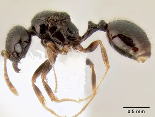 Stenamma pelophilum - CASENT0622334