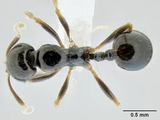 Stenamma pelophilum - CASENT0622838