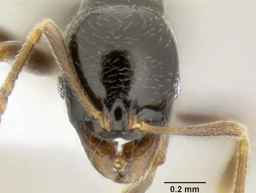 Stenamma pelophilum - CASENT0622838