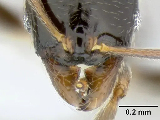 Stenamma pelophilum - CASENT0622838