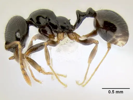 Stenamma pelophilum - CASENT0622838