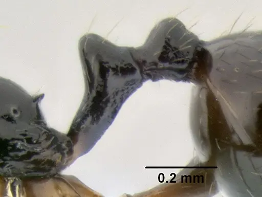 Stenamma pelophilum - CASENT0622838