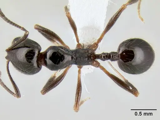 Stenamma pelophilum - CASENT0622846