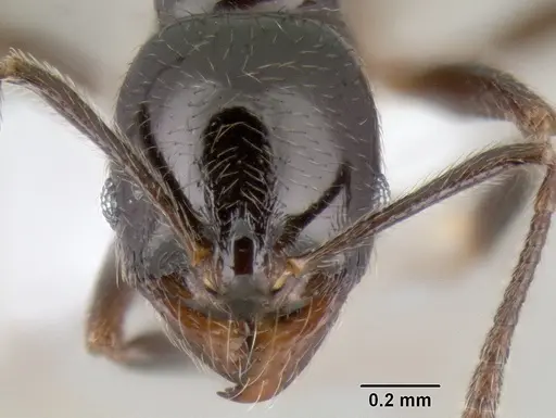 Stenamma pelophilum - CASENT0622846