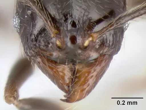 Stenamma pelophilum - CASENT0622846