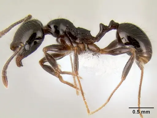 Stenamma pelophilum - CASENT0622846