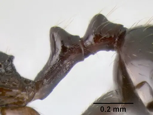 Stenamma pelophilum - CASENT0622846