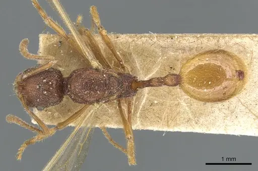 Stenamma petiolatum specimen