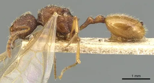 Stenamma petiolatum specimen