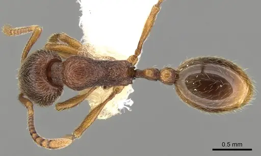 Stenamma picetojuglandeti specimen
