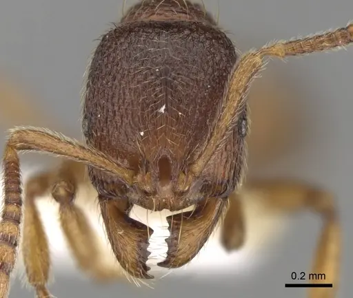 Stenamma picetojuglandeti specimen