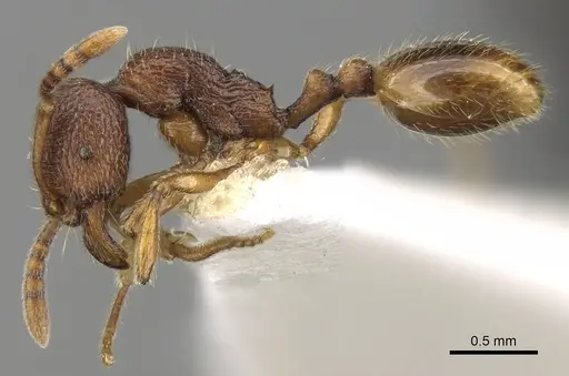 Stenamma picetojuglandeti specimen