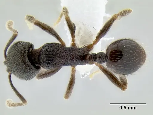 Stenamma picopicucha specimen