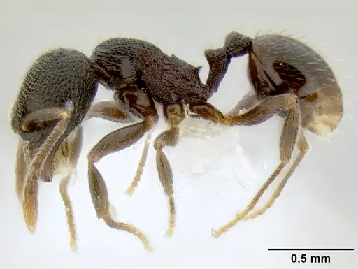 Stenamma picopicucha - CASENT0606709