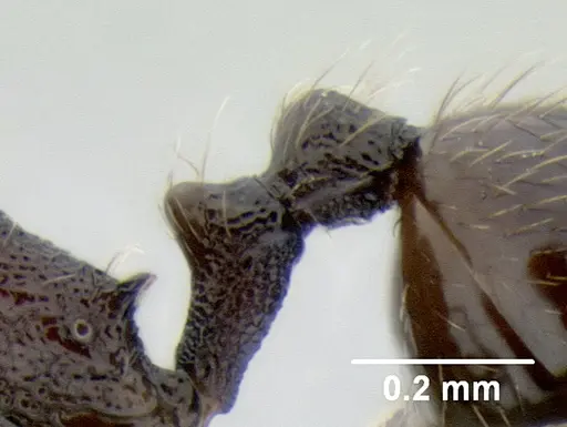 Stenamma picopicucha - CASENT0606709