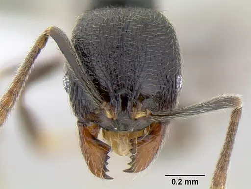 Stenamma picopicucha - CASENT0621347