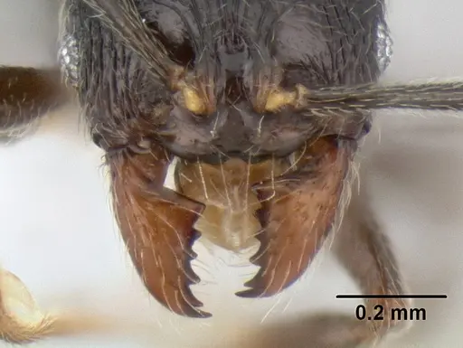 Stenamma picopicucha - CASENT0621347