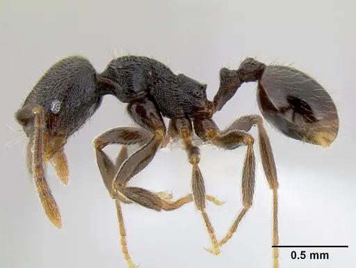 Stenamma picopicucha - CASENT0621347