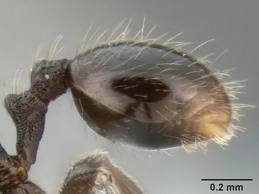 Stenamma picopicucha - CASENT0621347