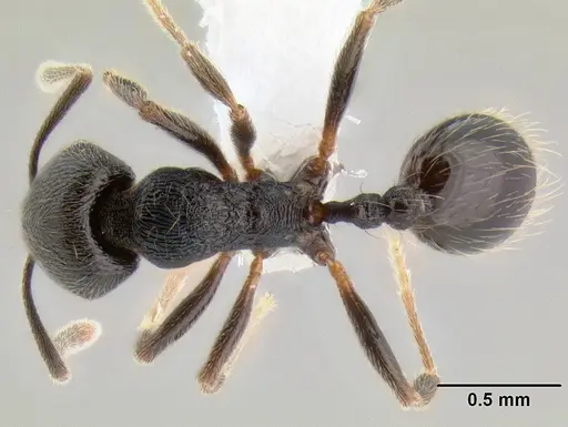 Stenamma picopicucha - CASENT0621356