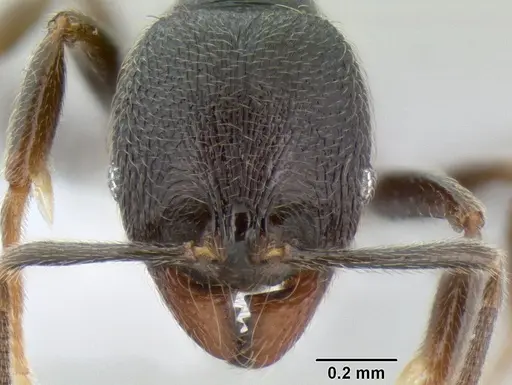 Stenamma picopicucha - CASENT0621356