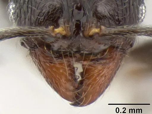 Stenamma picopicucha - CASENT0621356