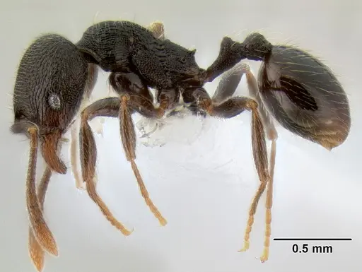 Stenamma picopicucha - CASENT0621356