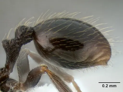 Stenamma picopicucha - CASENT0621356