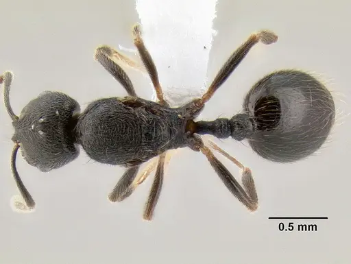 Stenamma picopicucha - CASENT0621374