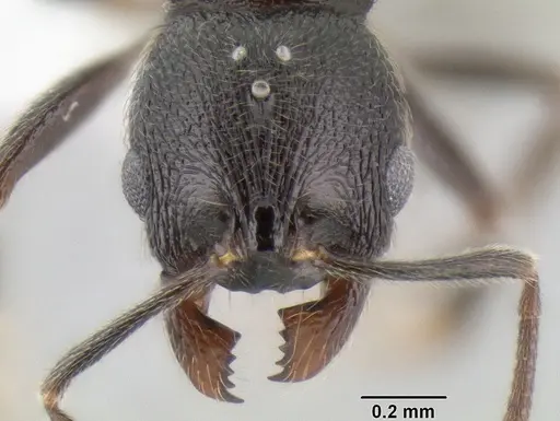 Stenamma picopicucha - CASENT0621374