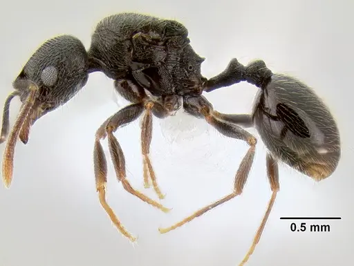 Stenamma picopicucha - CASENT0621374