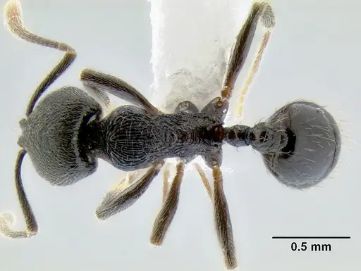 Stenamma picopicucha - CASENT0622155