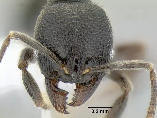 Stenamma picopicucha - CASENT0622155