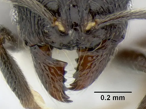 Stenamma picopicucha - CASENT0622155