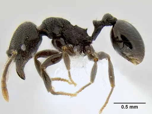 Stenamma picopicucha - CASENT0622155