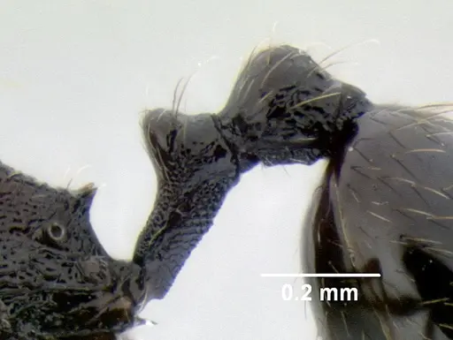 Stenamma picopicucha - CASENT0622155