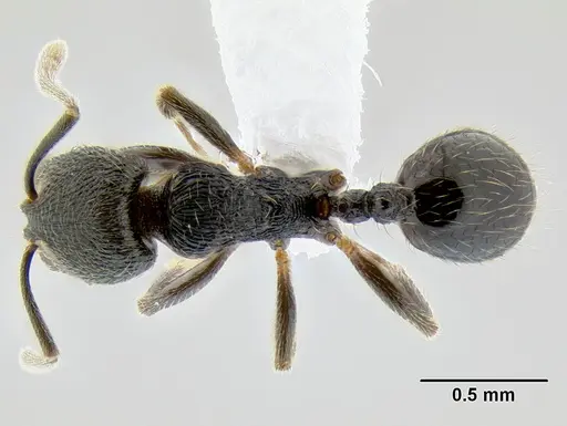 Stenamma picopicucha - CASENT0622753