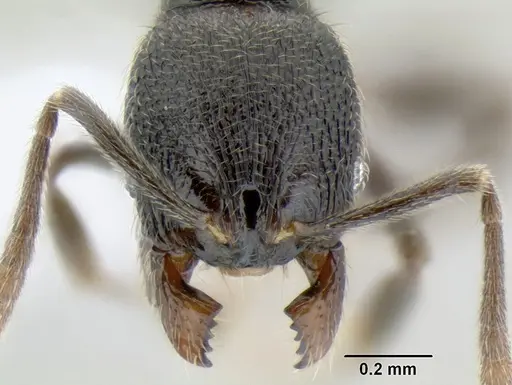 Stenamma picopicucha - CASENT0622753