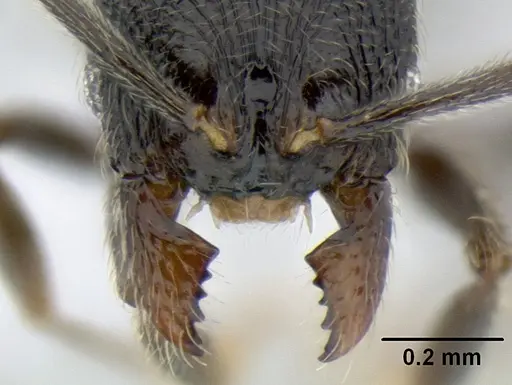 Stenamma picopicucha - CASENT0622753