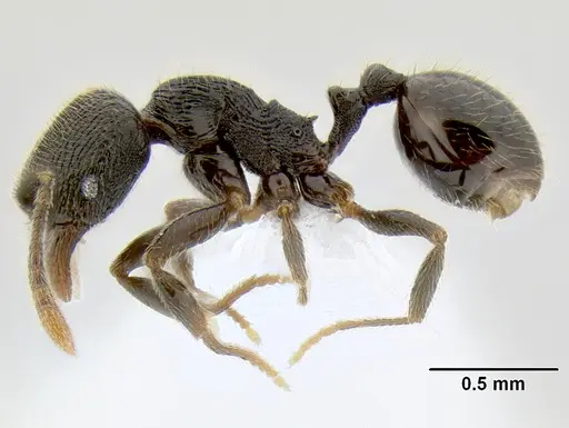 Stenamma picopicucha - CASENT0622753